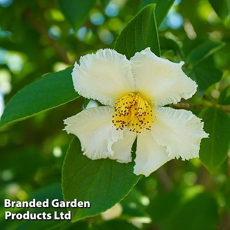 Stewartia Pseudocamellia 3 Stewartia Pseudocamellia