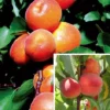 Stone Fruit Collection -Cheap Tree Foliage Store STON DWW4645 A h
