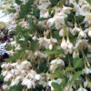 Styrax Japonicus 'Fragrant Fountain' -Cheap Tree Foliage Store STYR T63190 A h