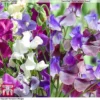 Sweet Pea Duo -Cheap Tree Foliage Store SWE WKB9969 A