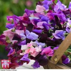 Sweet Pea Duo -Cheap Tree Foliage Store SWE WKB9969 D