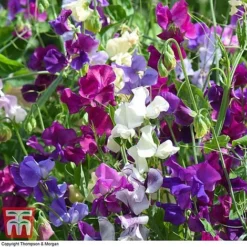 Sweet Pea Duo -Cheap Tree Foliage Store SWE WKB9969 E