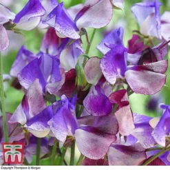 Sweet Pea Duo -Cheap Tree Foliage Store SWE wkb9969 C