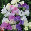 Sweet Pea 'Scent Infusion' -Cheap Tree Foliage Store SWEE T17016 A1