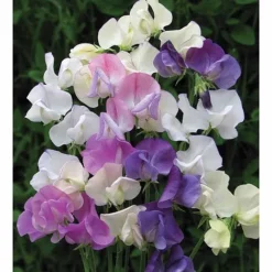 Sweet Pea 'Scent Infusion' -Cheap Tree Foliage Store SWEE T17016 A h