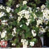 Symphoricarpos 'Magical Galaxy' -Cheap Tree Foliage Store SYMP 6648 A13