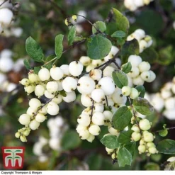 Symphoricarpos 'Magical Galaxy' 7 Symphoricarpos 'Magical Galaxy' -Cheap Tree Foliage Store SYMP 6648 A2