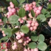 Symphoricarpos X Doorenbosii 'Amethyst' 1 Symphoricarpos X Doorenbosii 'Amethyst' -Cheap Tree Foliage Store SYMP t66481 A