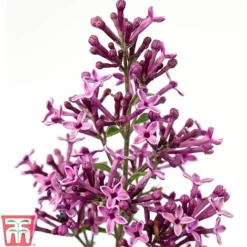 Lilac 'Bloomerang Dark Purple' -Cheap Tree Foliage Store SYRI T68533 A