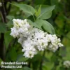 Syringa Vulgaris 'Madame Casimir Périer' -Cheap Tree Foliage Store SYRI CASIMIRPE1