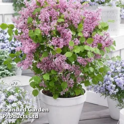 Syringa Flowerfesta® Collection -Cheap Tree Foliage Store SYRI FFESTAPIN S48771