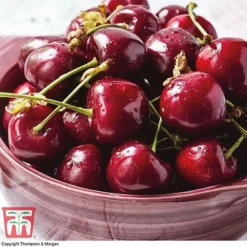 Premium Patio Standard Collection -Cheap Tree Foliage Store Stella