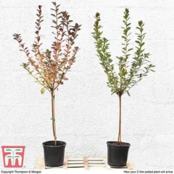 Azalea 'Japanese Red' 17 Azalea 'Japanese Red' -Cheap Tree Foliage Store T10414 arrival