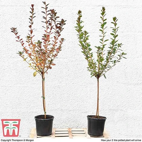 Azalea 'Japanese Red' 10 Azalea 'Japanese Red' - Image 8