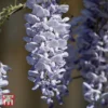 Wisteria 'Caroline' -Cheap Tree Foliage Store T55074 WIST 1