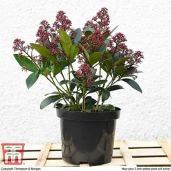 Skimmia Japonica 'Rubella' 14 Skimmia Japonica 'Rubella' -Cheap Tree Foliage Store T57538 arrival