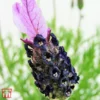 Lavender 'Fathead' -Cheap Tree Foliage Store T57736 LAVE 1