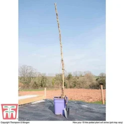 Wisteria Sinensis 'Prolific' -Cheap Tree Foliage Store T57979 arrival 10l