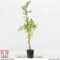 Wisteria Sinensis 'Prolific' -Cheap Tree Foliage Store T57979 arrival