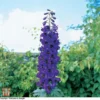 Delphinium 'Black Knight' 1 Delphinium 'Black Knight' -Cheap Tree Foliage Store T58418 DELP 1