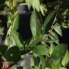 Aronia Melanocarpa 'Hugin' 2 Aronia Melanocarpa 'Hugin' -Cheap Tree Foliage Store T58448 ARON 1