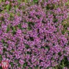 Creeping Thyme -Cheap Tree Foliage Store T64680 HERB 1