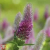 Trifolium Rubens -Cheap Tree Foliage Store T64694 TRIF 1