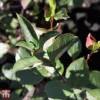 Aronia X Prunifolia 'Autumn Magic' -Cheap Tree Foliage Store T66054 ARON 1