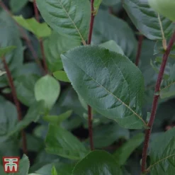 Aronia X Prunifolia 'Aron'