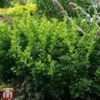 Berberis Thunbergii 'Kobold' -Cheap Tree Foliage Store T66074 BERB 1