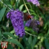 Buddleja Davidii 'Adonis Blue'