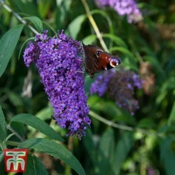 Buddleja Davidii 'Adonis Blue'
