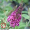 Buddleja Davidii 'Miss Ruby' -Cheap Tree Foliage Store T66087 BUDD 1