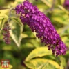 Buddleja Davidii 'Santana' -Cheap Tree Foliage Store T66093 BUDD 1