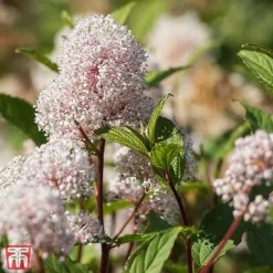Ceanothus X Pallidus 'Marie Simon'