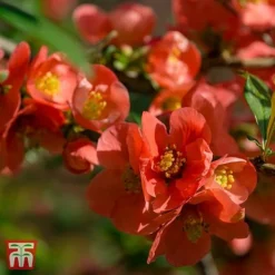 Chaenomeles X Superba 'Clementine'