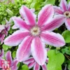 Clematis 'Carnaby' -Cheap Tree Foliage Store T66147 CLEM 1