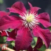 Clematis 'Niobe' -Cheap Tree Foliage Store T66155 CLEM 1