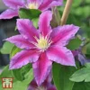 Clematis 'Red Pearl' -Cheap Tree Foliage Store T66157 CLEM 1