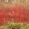 Cornus Alba 'Siberian Pearls' 1 Cornus Alba 'Siberian Pearls' -Cheap Tree Foliage Store T66168 CORN 1