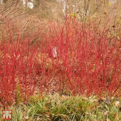 Cornus Alba 'Siberian Pearls'