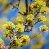 Cornus Officinalis -Cheap Tree Foliage Store T66171 CORN 1