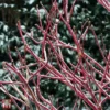 Cornus Sericea 'Firedance First Editon' -Cheap Tree Foliage Store T66176 CORN 1