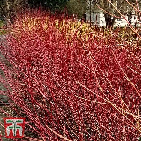 Cornus Sericea 'Kelseyi' 3 Cornus Sericea 'Kelseyi'
