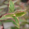 Hypericum X Moserianum 'Tricolor' -Cheap Tree Foliage Store T66264 HYPE 1