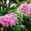 Lagerstroemia Indica 'Rhapsody In Pink' 1 Lagerstroemia Indica 'Rhapsody In Pink' -Cheap Tree Foliage Store T66318 LAGE 1