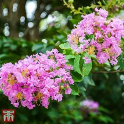 Lagerstroemia Indica 'Rhapsody In Pink'