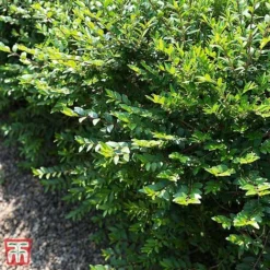 Lonicera Pileata -Cheap Tree Foliage Store T66344 LONI 1