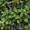 Osmanthus Heterophyllus -Cheap Tree Foliage Store T66354 OSMA 1