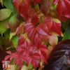 Parthenocissus Quinquefolia 'Engelmannii' -Cheap Tree Foliage Store T66356 PART 1